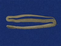 藏品(臭青公)的圖片